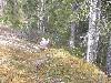 2003_0517_bos vidar.jpg